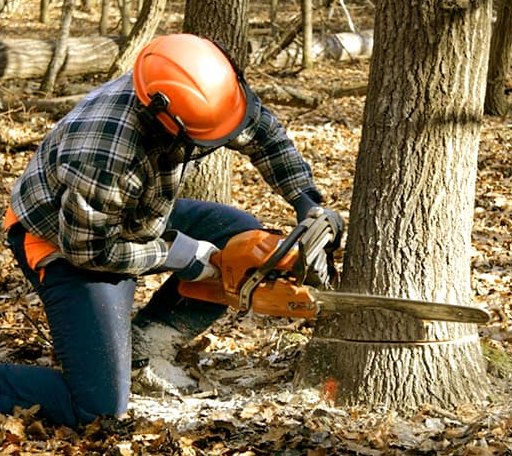 Tree Removal in Aldrich, MN